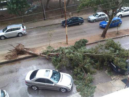 un arbol arrancado por el temporal